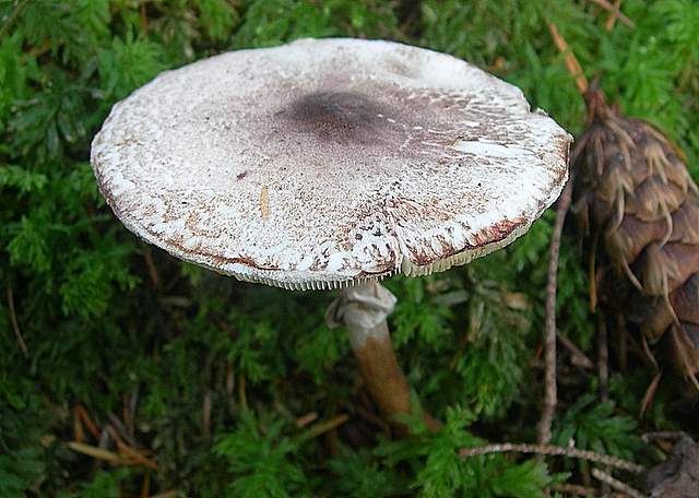 Prima  dell�era  glaciale